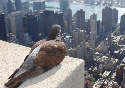 philosophical pigeon. source: http://www.flickr.com/photos/villes/2865833414/